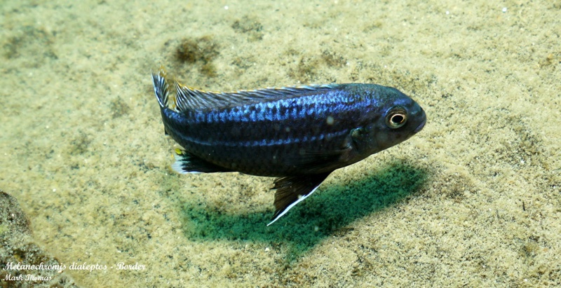 Melanochromis dialeptos 'Border'